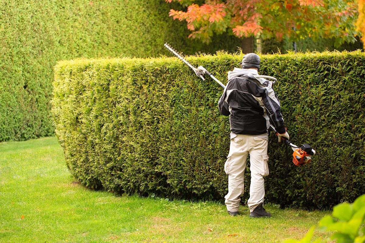tree surgeon wilmslow

