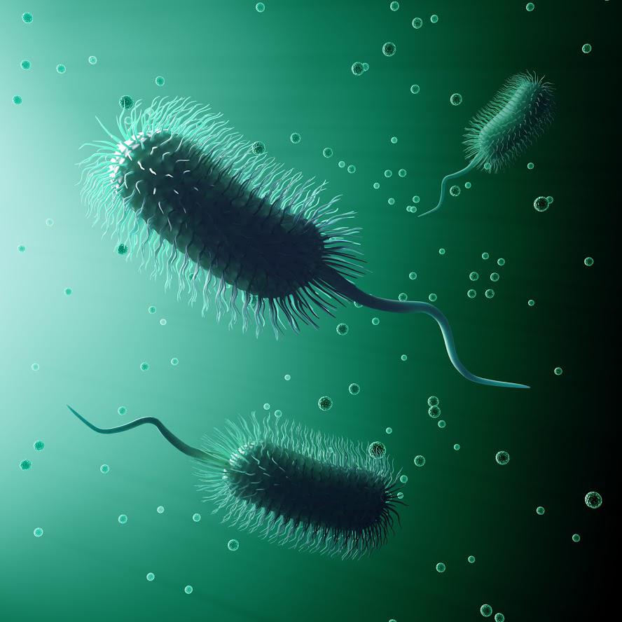 Bacteria Improve Septic Tank