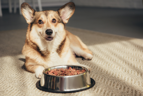 Pet Food Reviews