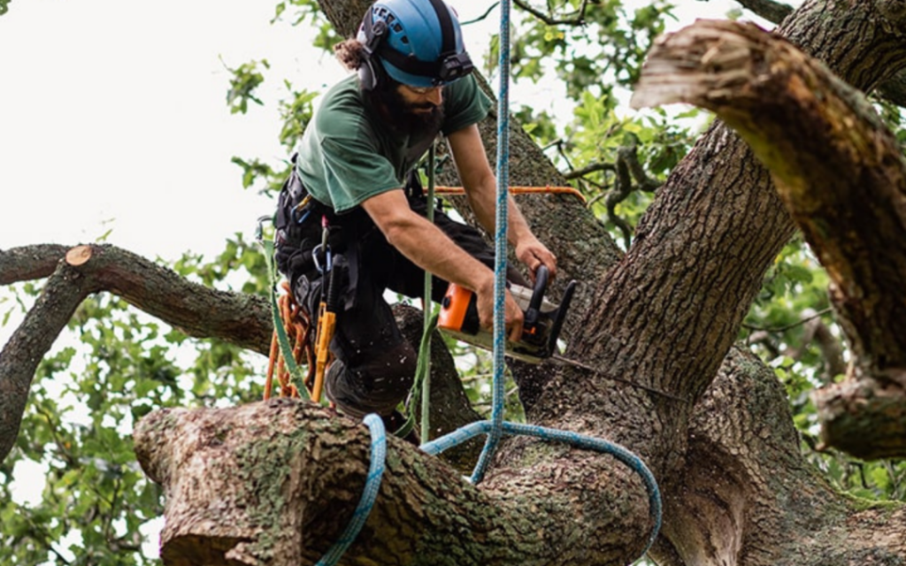 Tree Surgery Services